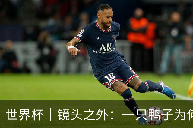 世界杯｜镜头之外：一只鸭子为何火遍世界杯？